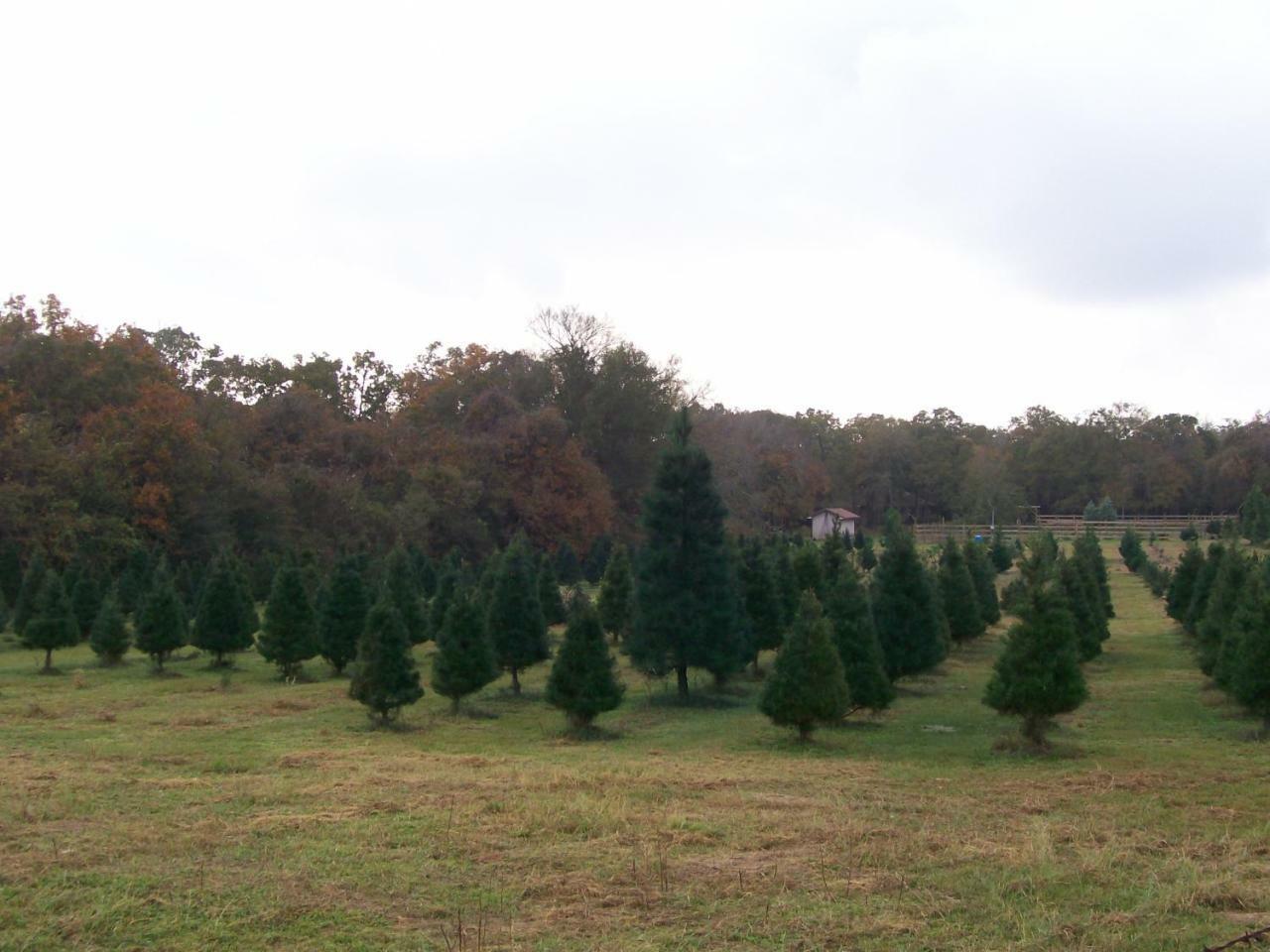 Kelumac Christmas Tree Farm B&B Bryan Exterior foto